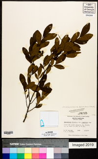 Gaylussacia tomentosa image