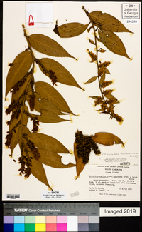 Leucothoe axillaris image