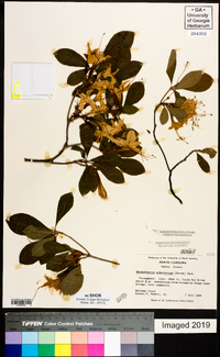 Rhododendron arborescens image