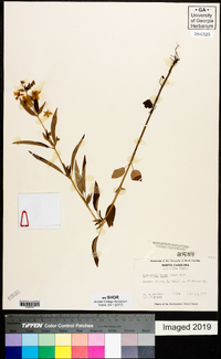 Lysimachia tonsa image