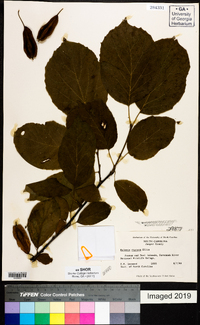 Halesia diptera image