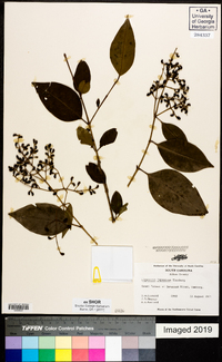 Ligustrum japonicum image