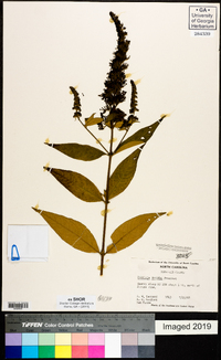 Buddleja davidii image