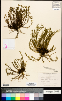 Polypremum procumbens image