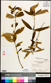 Gentiana clausa image