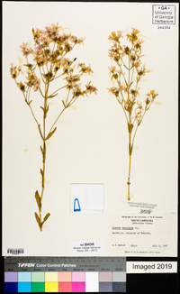 Sabatia brachiata image