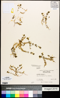 Sherardia arvensis image