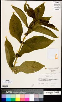 Triosteum perfoliatum image