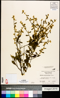 Baccharis glomeruliflora image