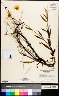 Bidens laevis image