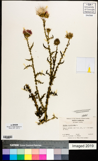 Carduus acanthoides image