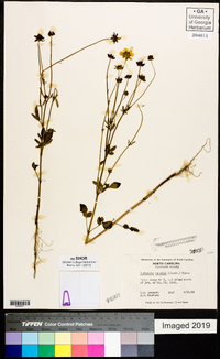 Coreopsis basalis image