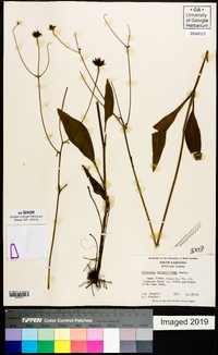 Coreopsis gladiata image