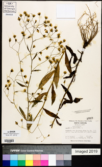 Hieracium paniculatum image