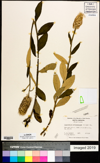 Pterocaulon pycnostachyum image