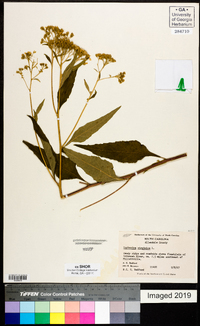 Verbesina virginica image