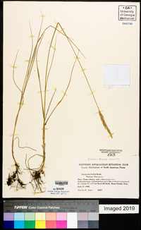 Pascopyrum smithii image