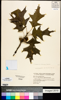 Quercus texana image