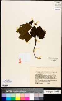 Rubus chamaemorus image