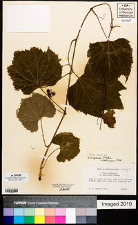 Vitis riparia image