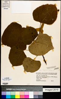 Tilia heterophylla image