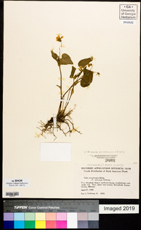 Viola pensylvanica image