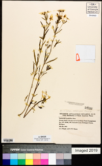 Lysimachia quadriflora image