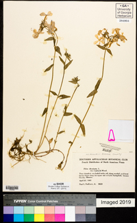 Phlox divaricata var. laphamii image