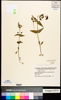 Collinsia verna image