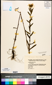 Grindelia lanceolata image