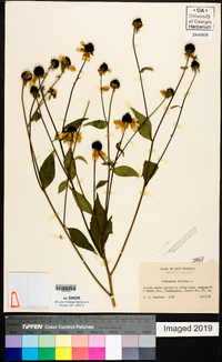 Rudbeckia triloba image