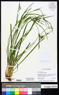 Carex crebriflora image