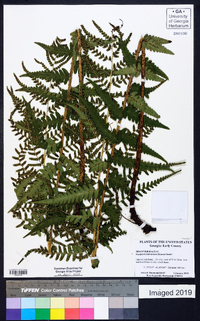 Dryopteris ludoviciana image