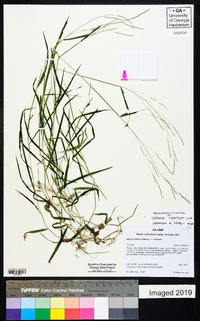 Leersia virginica image