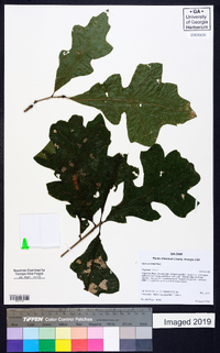 Quercus lyrata image