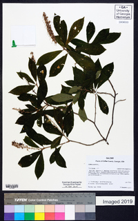 Clethra alnifolia image