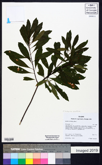 Myrica cerifera image