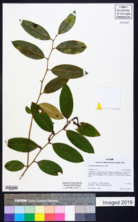 Leucothoe axillaris image