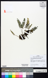 Pleopeltis polypodioides subsp. michauxiana image