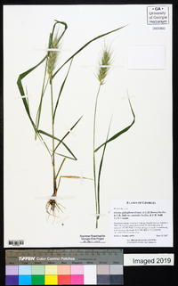 Elymus glabriflorus image