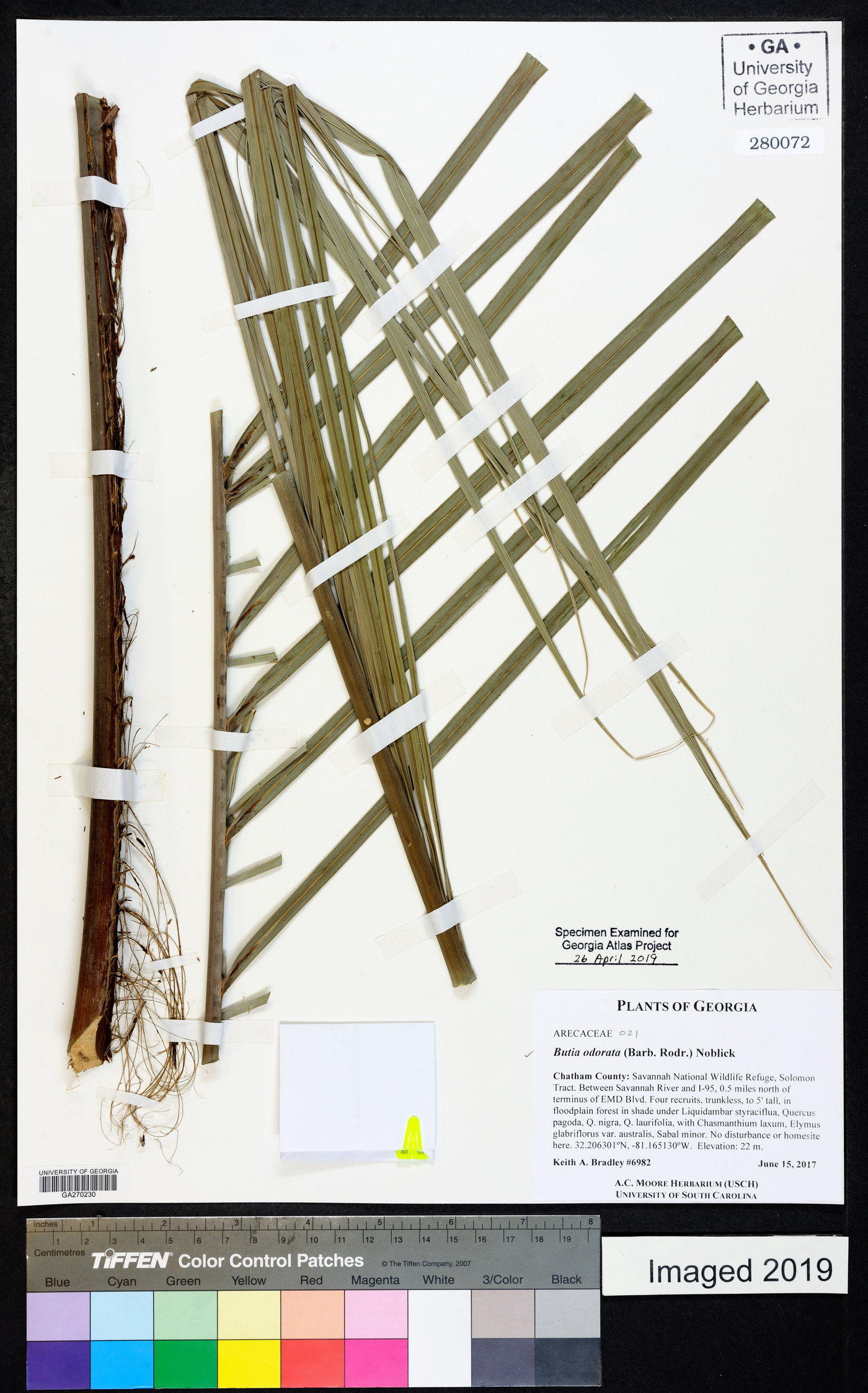 Butia odorata image