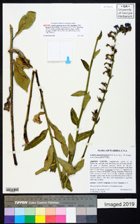 Lobelia apalachicolensis image