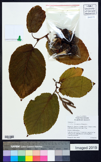 Corylus chinensis image