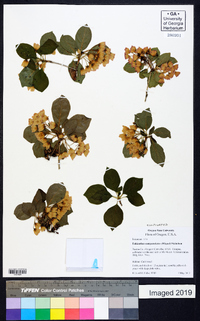 Enkianthus campanulatus image