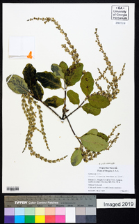 Garrya elliptica image