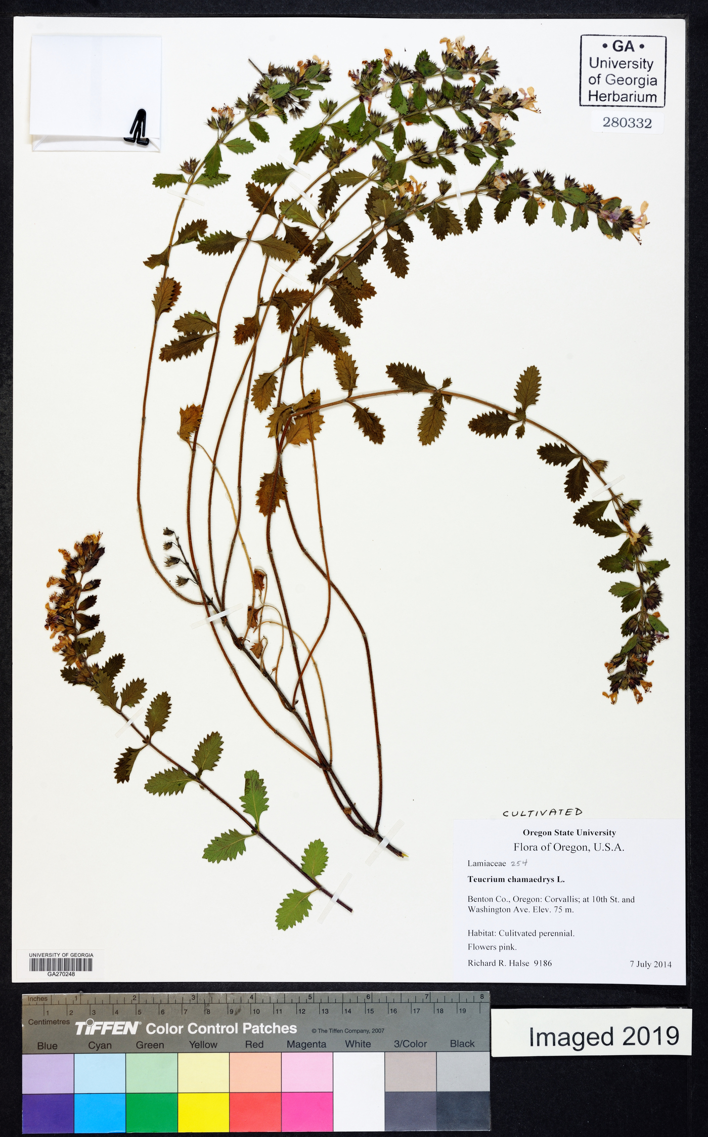 Teucrium chamaedrys image