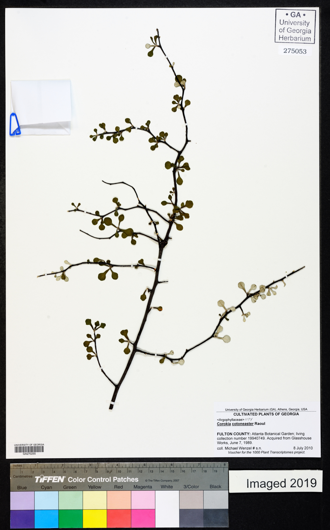 Corokia cotoneaster image