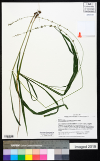 Chasmanthium sessiliflorum image