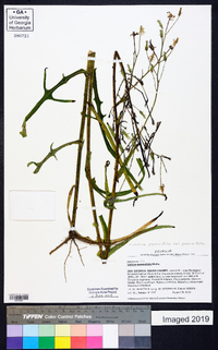 Lactuca graminifolia var. graminifolia image