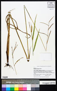 Paspalum praecox image